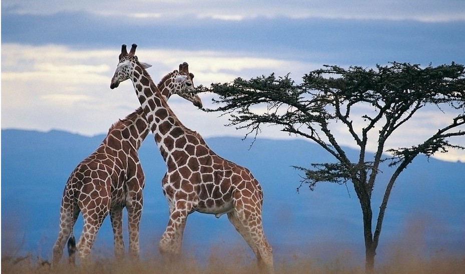 南非动物