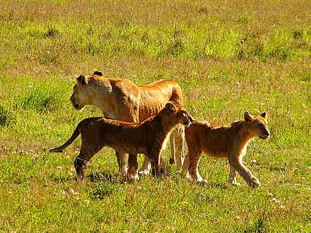 马赛马拉国家野生动物保护区