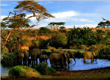 坦桑尼亚10天全景之旅