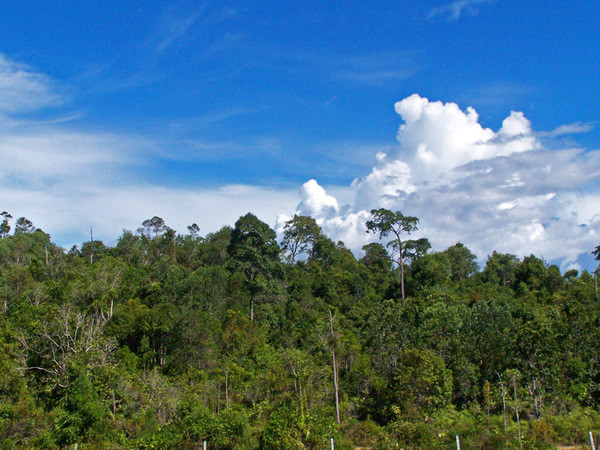 文莱热带雨林