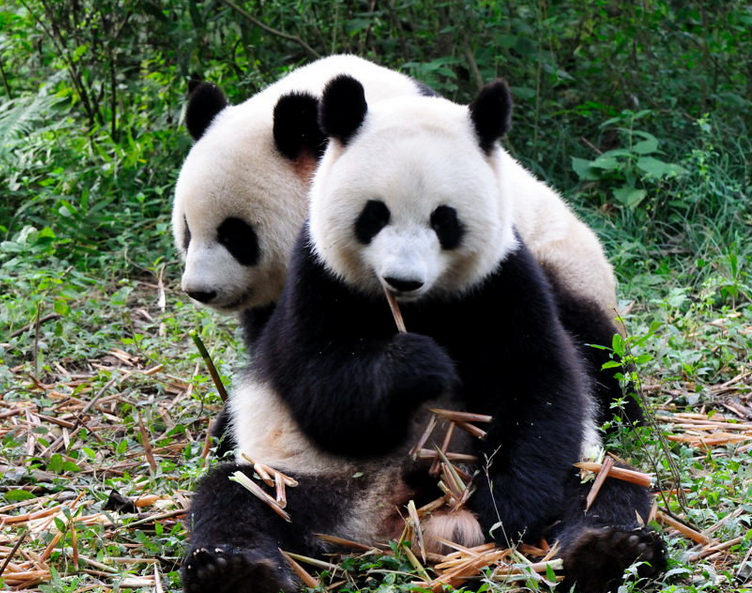 大熊猫繁育研究基地3