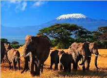 肯尼亚赞比亚津巴布韦8天神奇之旅