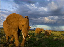 坦桑尼亚8天动物之旅