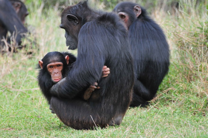  黑猩猩庇护所