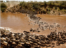 肯尼亚迪拜12天动物大迁徙之旅（广州EK往返）