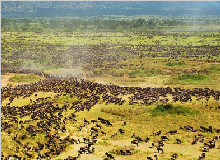 肯尼亚动物大迁徙10天魅力之旅