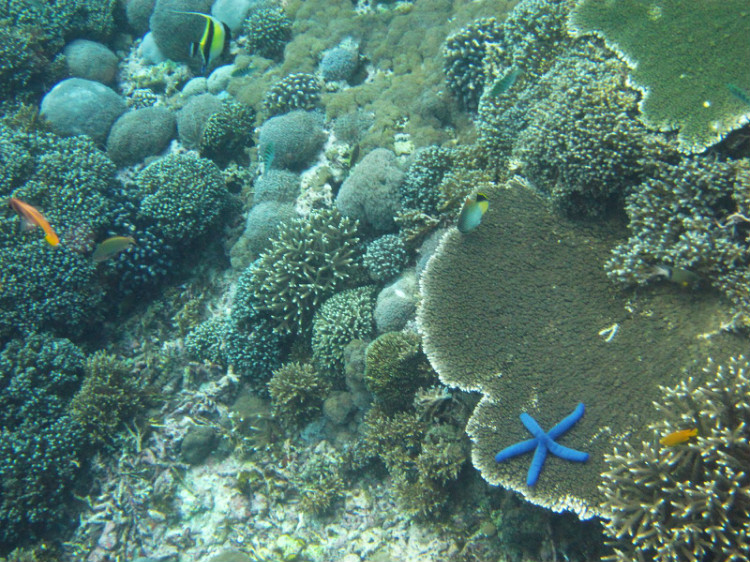 沙努尔海滩珊瑚