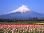 【初夏の恋】日本本州富士山·浪漫轻井泽六日和风之旅（独家爆款）