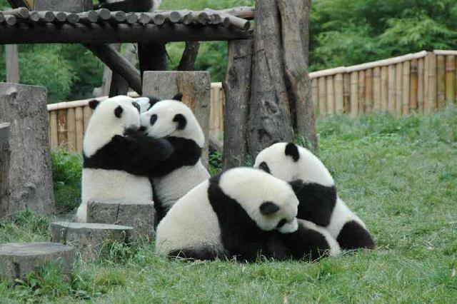 熊猫乐园2