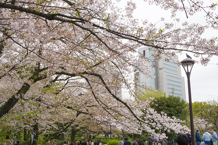 隅田川公园樱花
